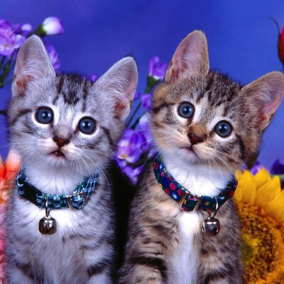 Profile Picture of Jeannie Thanasack (@jeanniie_) on Twitter