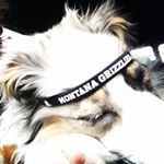 Profile Picture of Willow,frank,libby,and Rowdy (@willow_frank_libby_rowdy) on Instagram