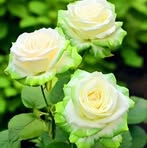 Profile Picture of Wite Rose (@wite.rose.167945) on Facebook