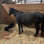 Profile Picture of Robert Hunter DVM (@hunterstallionstation) on Instagram