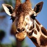 Profile Picture of Geoffrey Porter (@geoff.porter) on Instagram