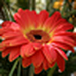 Profile Picture of Julia Black (@julialblack) on Flickr