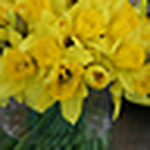 Profile Picture of Lisa Chiappinelli Sutherland (@Lisa's Montclair photos) on Flickr