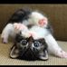 Profile Picture of Shirley Paszkowski (@Shirley-Paszkowski) on Facebook