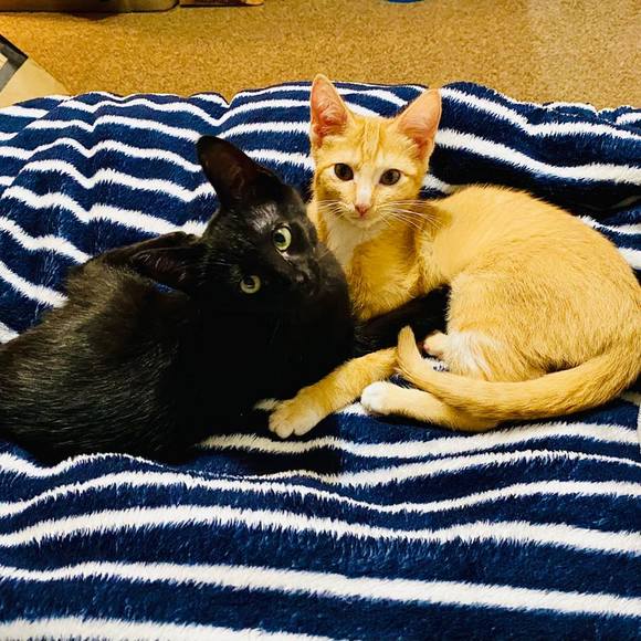 Profile Picture of Sasha Stanfill (@rockstarsasha) on Poshmark