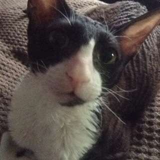 Profile Picture of Benoit Lamoureux (@Benoitlamoureu3) on Twitter