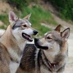 Profile Photo of Tamaskan Dog Register (@tamaskandogregister) on Instagram