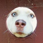 Profile Picture of Abby Howell (@redsibephotography) on Instagram