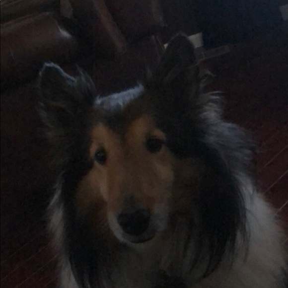 Profile Picture of Paula Lougheed (@bblessedpaula) on Poshmark