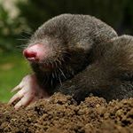 Profile Picture of Joel the moles (@joelthemole15) on Instagram