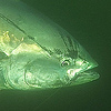 Profile Picture of Johnidae (@Johnidae) on Flickr