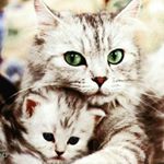 Profile Picture of naila (@naila_farooq12) on Instagram