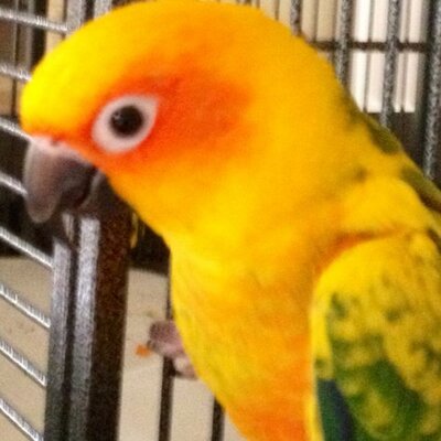 Profile Picture of Nick Mannino (@SniperProject11) on Twitter