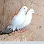 Profile Picture of James Pleasu James Pleasa (@james_pagani_) on Instagram