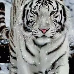 Profile Picture of Kendrick Thomas (@tigamia) on Pinterest