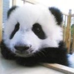 Profile Picture of Alex Lovell (@lovellnumberone) on Instagram