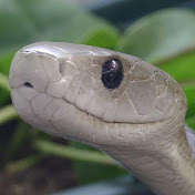 Profile Picture of Kevin Pedrick (@KevinPedrick) on Youtube