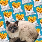 Profile Picture of Ringo (@ringo_stanley) on Instagram