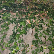 Profile Picture of Sam Dwyer (@samdwyer5697) on Youtube