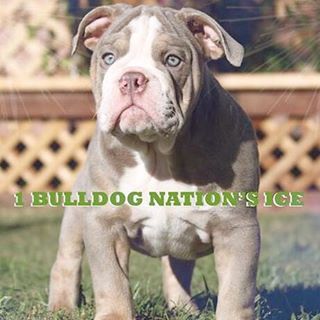 Profile Picture of Jeremiah Lafferre (@onebulldog.nation) on Facebook