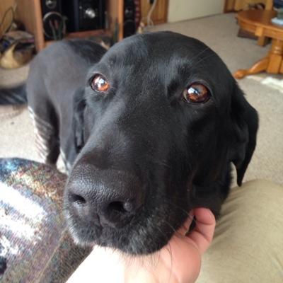 Profile Picture of Mike Rave (@DogHousMike309) on Twitter