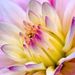 Profile Picture of Lori Simpkins (@ljsimpkins) on Pinterest