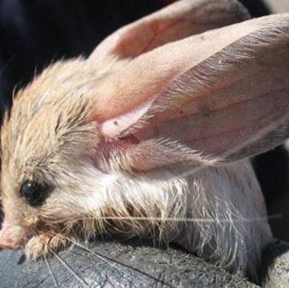 Profile Picture of Jie Ling (@jieling1010) on Poshmark