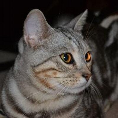 Profile Picture of DEXTER (@DexterWindsor) on Twitter