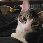 Profile Picture of Nicholas Carlosspiceyweiner Rascon (@nrascon69) on Instagram