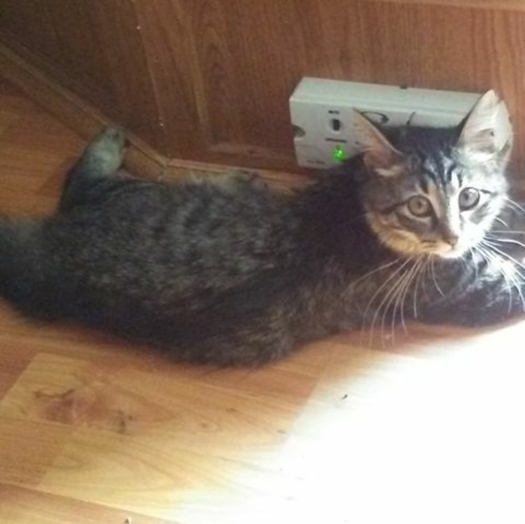 Profile Picture of Issac Woolson (@dirtbikeman1919) on Poshmark