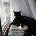 Profile Picture of Rose Jeffries (@bluerose139) on Pinterest