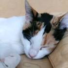 Profile Picture of   Tamara Valerio... (@tamaravalerio11) on Tiktok