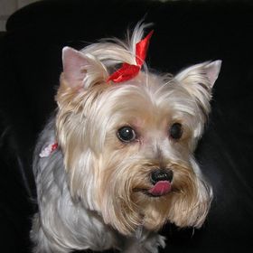 Profile Picture of Daisy's Mom (@deanaward) on Pinterest