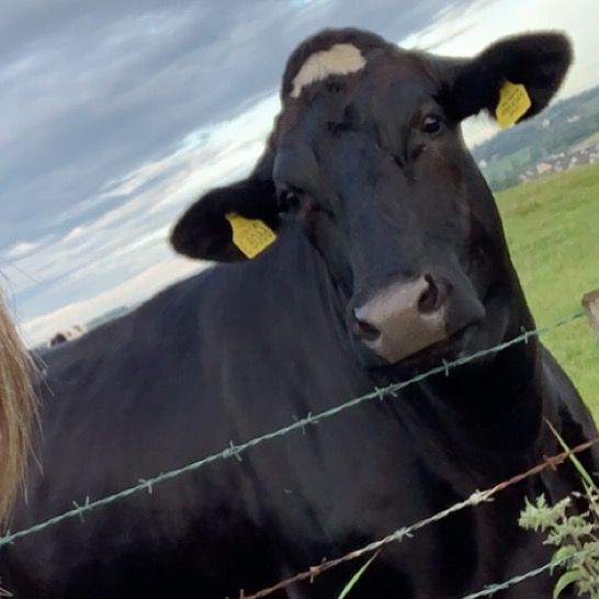 Profile Picture of cris_peacock__ (@cris_peacock__) on Tiktok