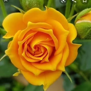 Profile Picture of Lalli James (@lallijames) on Instagram