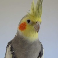 Profile Picture of Nina Keating (@nina-keating-1) on Quora