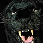 Profile Picture of calvin carrington (@brooklyn_blackout) on Instagram