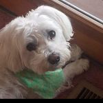 Profile Picture of Lisa Berardi Halajian (@lisahala) on Instagram