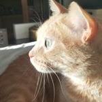 Gus Bryant - Instagram Profile Picture of Gus Bryant (@gusisgarfield) on Instagram