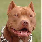 Profile Picture of Jason Balderrama (@predator_beast2) on Instagram