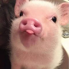 Profile Picture of Mary Sobecki (@marysobecki) on Tiktok