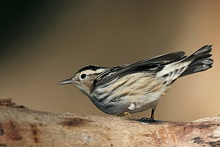 Black-and-white warbler - Wikipedia - Wikipedia Profile Picture of Black-and-white warbler - Wikipediaon Wikipedia