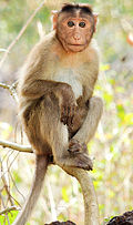 Profile Picture of Monkey - Wikipediaon Wikipedia