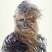 Profile Picture of Kevin Hittner (@forestgleaner63) on Pinterest