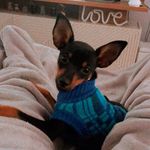 Profile Picture of Billy Brutus (@pinscherbillybrutus) on Instagram