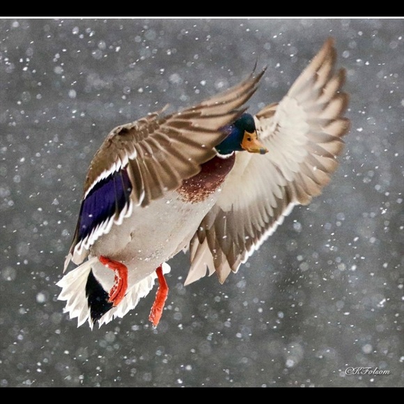 Profile Picture of Nicholas Grosso (@nmg1983) on Poshmark