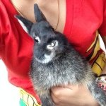 Profile Picture of (Peter) Grayson (@graysontherabbit) on Instagram