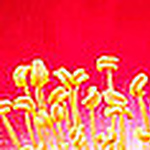 Steven Vermeulen - Flickr Profile Picture of Steven Vermeulen (@vermeulen_steven) on Flickr