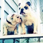 Profile Picture of stella_lucy (@stella_lucy) on Instagram