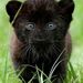 Profile Picture of Julius Caesar (@juniorjulius) on Pinterest